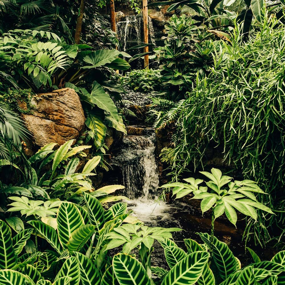 Rainforest landscape